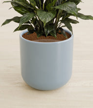 Load image into Gallery viewer, Misty Blue stand:all
