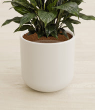 Load image into Gallery viewer, Cotton White stand:all
