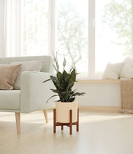Load image into Gallery viewer, Cream stand:walnut
