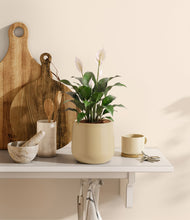 Lade das Bild in den Galerie-Viewer, Almond Green
