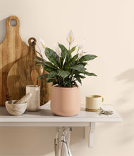Load image into Gallery viewer, Gentle Pink
