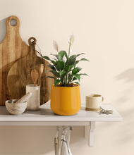 Lade das Bild in den Galerie-Viewer, Mustard
