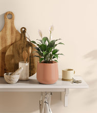Lade das Bild in den Galerie-Viewer, Calm Rose
