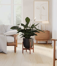 Lade das Bild in den Galerie-Viewer, Stone Black stand:walnut
