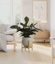 Lade das Bild in den Galerie-Viewer, Sage Green stand:bamboo
