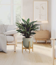 Load image into Gallery viewer, Sage Green stand:bamboo
