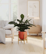Lade das Bild in den Galerie-Viewer, Earth Red stand:bamboo
