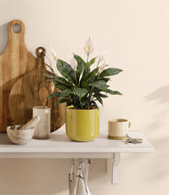 Load image into Gallery viewer, Key Lime Yellow
