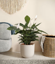 Lade das Bild in den Galerie-Viewer, Natural Bamboo
