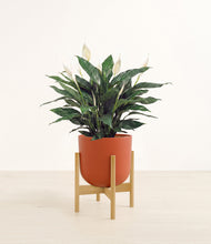 Load image into Gallery viewer, Earth Red stand:bamboo

