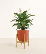Load image into Gallery viewer, Earth Red stand:light
