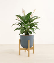 Load image into Gallery viewer, Iron Gray stand:light
