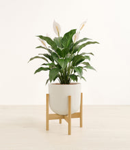 Load image into Gallery viewer, Natural Bamboo stand:light
