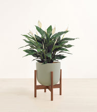Load image into Gallery viewer, Sage Green stand:walnut
