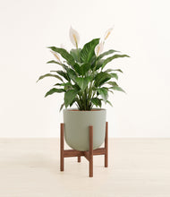 Load image into Gallery viewer, Sage Green stand:dark
