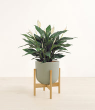 Load image into Gallery viewer, Sage Green stand:bamboo

