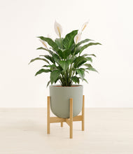 Load image into Gallery viewer, Sage Green stand:light
