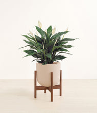 Load image into Gallery viewer, Sandy Pink stand:walnut

