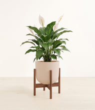Load image into Gallery viewer, Sandy Pink stand:dark
