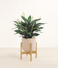 Load image into Gallery viewer, Sandy Pink stand:bamboo
