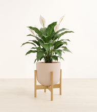 Load image into Gallery viewer, Sandy Pink stand:light
