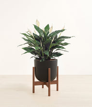 Load image into Gallery viewer, Stone Black stand:walnut
