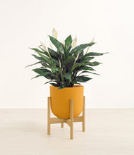 Load image into Gallery viewer, Sunset Orange stand:bamboo
