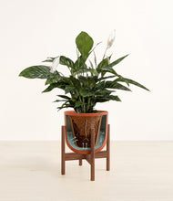 Lade das Bild in den Galerie-Viewer, Earth Red stand:all
