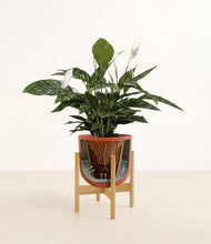 Lade das Bild in den Galerie-Viewer, Earth Red stand:all
