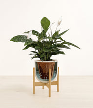 Lade das Bild in den Galerie-Viewer, Natural Bamboo stand:all
