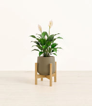Lade das Bild in den Galerie-Viewer, Olive stand:light
