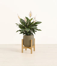 Load image into Gallery viewer, Olive stand:bamboo
