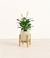 Lade das Bild in den Galerie-Viewer, Almond Green stand:light

