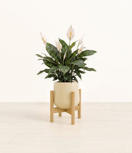 Load image into Gallery viewer, Almond Green stand:bamboo
