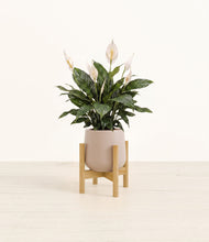 Load image into Gallery viewer, Eternal Gray stand:bamboo
