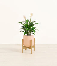Lade das Bild in den Galerie-Viewer, Gentle Pink stand:light
