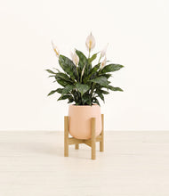 Load image into Gallery viewer, Gentle Pink stand:bamboo
