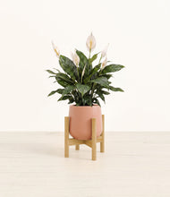 Load image into Gallery viewer, Calm Rose stand:bamboo
