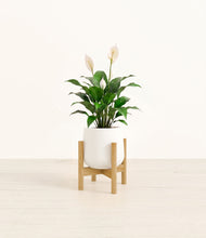 Lade das Bild in den Galerie-Viewer, White stand:light
