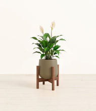 Lade das Bild in den Galerie-Viewer, Olive stand:dark
