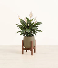 Load image into Gallery viewer, Olive stand:walnut
