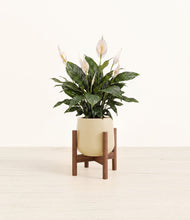 Load image into Gallery viewer, Almond Green stand:walnut
