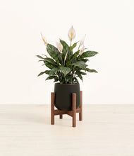 Load image into Gallery viewer, Black stand:walnut
