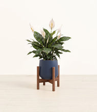 Load image into Gallery viewer, Deep Navy stand:walnut
