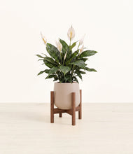Load image into Gallery viewer, Eternal Gray stand:walnut
