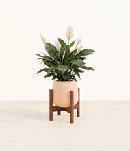 Load image into Gallery viewer, Gentle Pink stand:walnut
