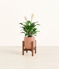 Lade das Bild in den Galerie-Viewer, Calm Rose stand:dark
