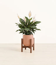 Load image into Gallery viewer, Calm Rose stand:walnut
