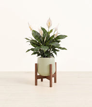 Load image into Gallery viewer, Turquoise stand:walnut
