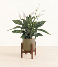 Load image into Gallery viewer, Olive stand:walnut
